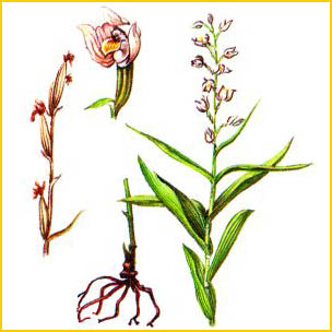     ( Cephalanthera longifolia )    