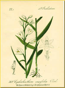   ( Cephalanthera ensifolia )
