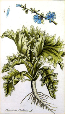   /   ( Cichorium endivia ) Afbeeldingen der artseny-gewassen met derzelver Nederduitsche en Latynsche beschryvingen (1800)
