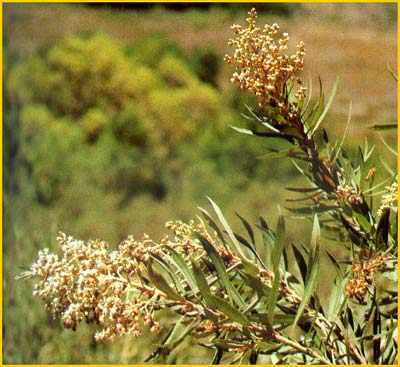    ( Brachylaena neriifolia )