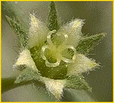   ( Ditaxis / Argythamnia lanceolata )