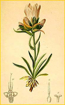   ( Edraianthus croaticus ) Atlas der Alpenflora (1882) by Anton Hartinger