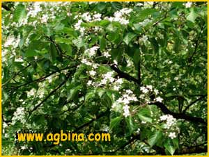   ( Sorbus alnifolia )