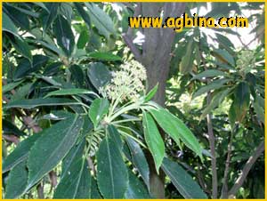    ( Trochodendron aralioides )
