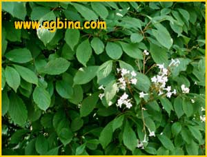     ( Weigela japonica f.alba )