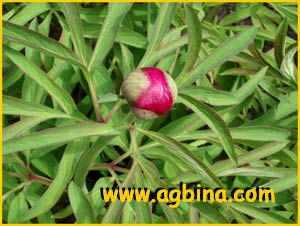   ( Paeonia officinalis )