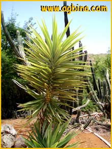   ( Yucca gloriosa )