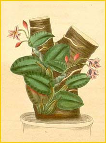    ( Sophronitis cernua ) Curtis's Botanical Magazine