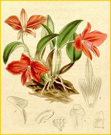    ( Sophronitis coccinea ) Curtis's Botanical Magazine (1839)