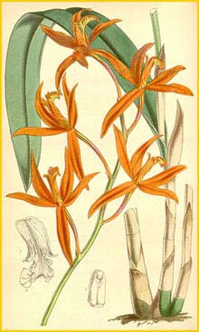    ( Sophronitis cinnabarina ) Curtis's Botanical Magazine (1847)