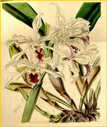  ( Sophronitis crispa ) Curtis's Botanical Magazine (1842)