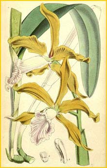   ( Sophronitis grandis ) Curtis's Botanical Magazine (1866)