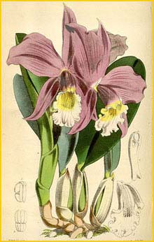  ( Sophronitis jongheana ) Curtis's Botanical Magazine (1873)