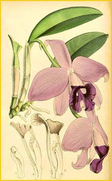   ( Sophronitis praestans ) Curtis's Botanical Magazine (1865)