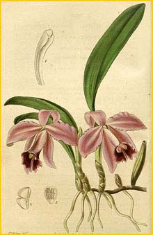   ( Sophronitis pumila ) Curtis's Botanical Magazine (1839)