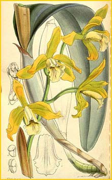  - ( Sophronitis xanthina ) Curtis's Botanical Magazine (1859)
