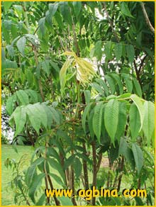    ( Sorbaria sorbifolia stellipila )