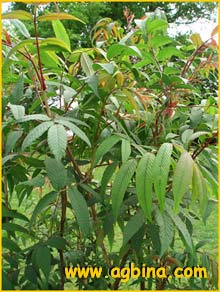    ( Sorbaria tomentosa angustifolia )