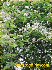   .- ( Sorbus alnifolia var. submollis )