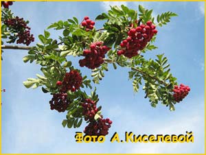    ( Sorbus aucuparia 'Granatnaya' )