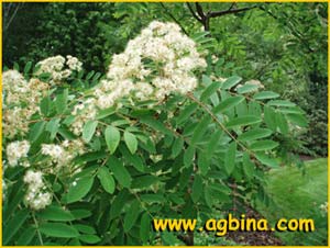    ( Sorbus aucuparia siberica )
