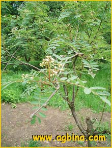   ( Sorbus forrestii )