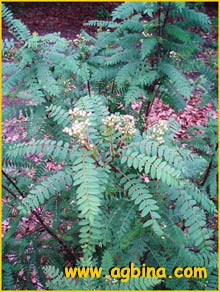   ( Sorbus frutescens )