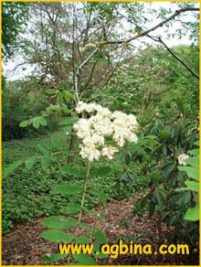   ( Sorbus himalaica )