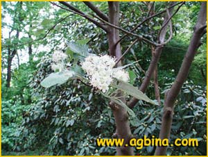   /  ( Sorbus intermedia / suecica )