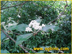   ( Sorbus latifolia )