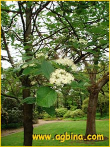   ( Sorbus latissima )