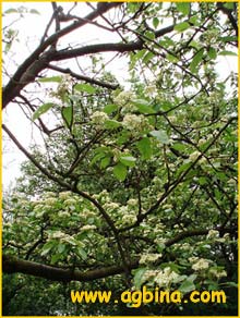   ( Sorbus paucicrenata )