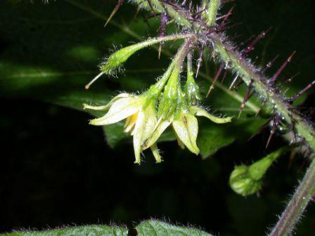   ( Solanum acerifolium )
