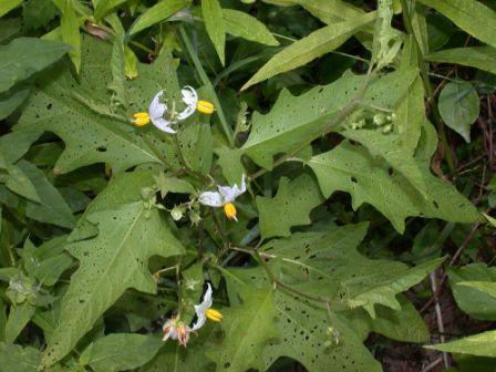   ( Solanum carolinense )