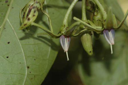   ( Solanum circinatum )