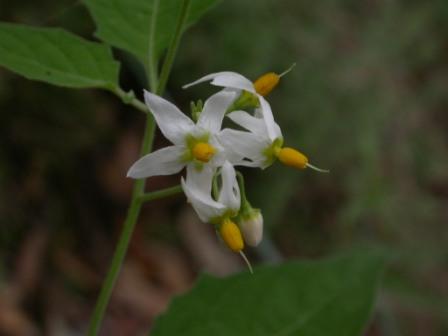   ( Solanum douglasii )