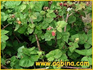    (  Rubus loganobaccus )