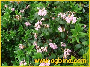  ( Rhododendron concinnum )