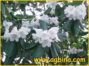   ( Rhododendron monosematum )