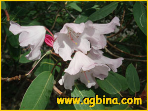   ( Rhododendron vernicosum )