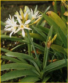  ( Pancratium illyricum )