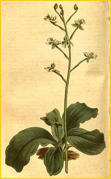   ( Serapias pubescens / Ponthieva racemosa )