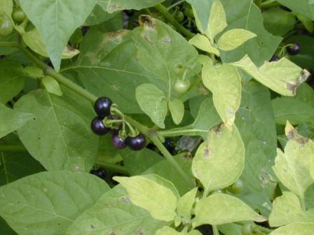   ( Solanum americanum )