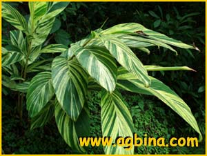    ( Alpinia zerumbet  variegata)
