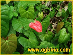    ( Anthurium andreanum  )