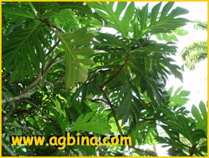   ( Artocarpus communis )