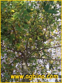   ( Artocarpus lakucha )