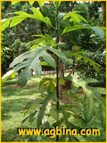   ( Artocarpus lowii )