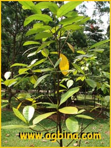  ( Artocarpus maingayi)