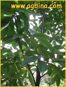   ( Artocarpus rigidus)